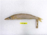 藏品(日本金梭魚)的圖片